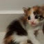 Gata Curiosa