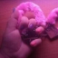 Senhora_Ruiva