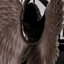 angelcal