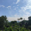 Flora_