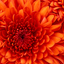 debby2