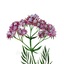 valeriana.