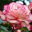 rosa nina