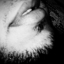 BACCO