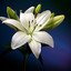 lily_bel
