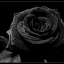 saphire_sub