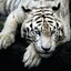 Tedy_Tiger_Casal_MG