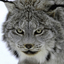 LynxBZ
