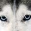 frost_rex