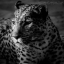 Leopardo Dom