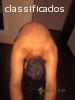 Submisso iniciante